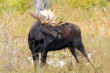 bull